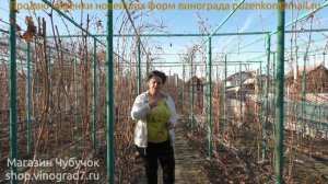 Влагозарядковый полив винограда в зиму, метод полива, расчет количества литров на сотку