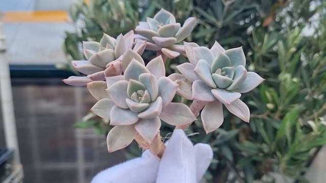 Echeveria Pretty in Pink смотреть онлайн