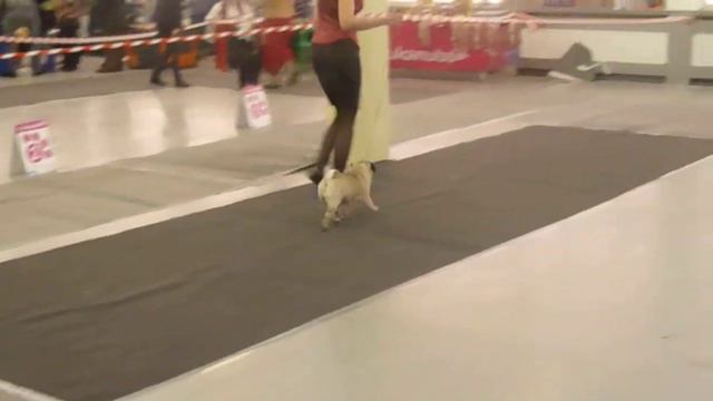 04.02.2012. КЛЖ "Кредо". Всероссийская выставка собак смотреть онлайн