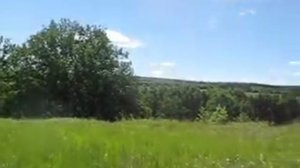 проверка ловушек для ловли бродячих роёв пчёл
