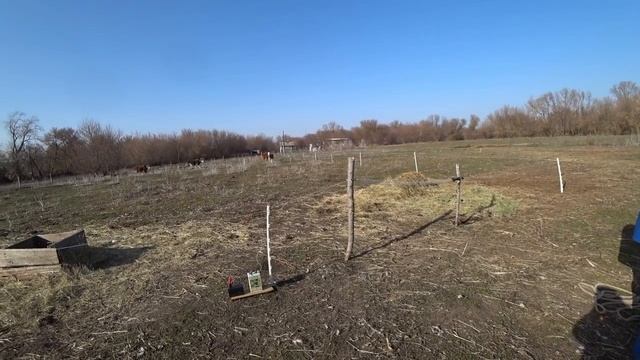 Чем кормлю цыплят? Приучаем Милку к... Скоро в стадо. смотреть онлайн