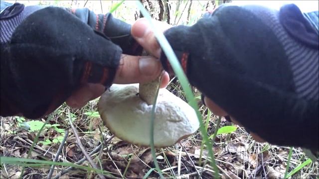 За благородными грибами в июле ! Грибы 2019 ! смотреть онлайн