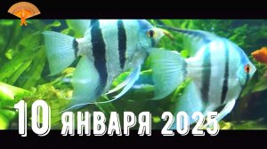 Грабли веерные Для любителей канала Грабли Live  10 01 2025