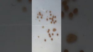 Размножение золотого леопарда