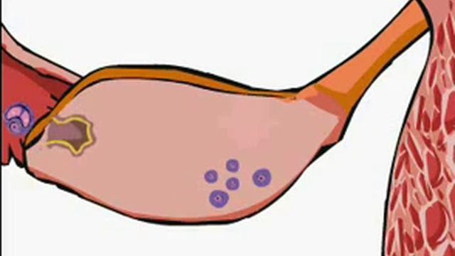 Регуляция менструального цикла смотреть онлайн