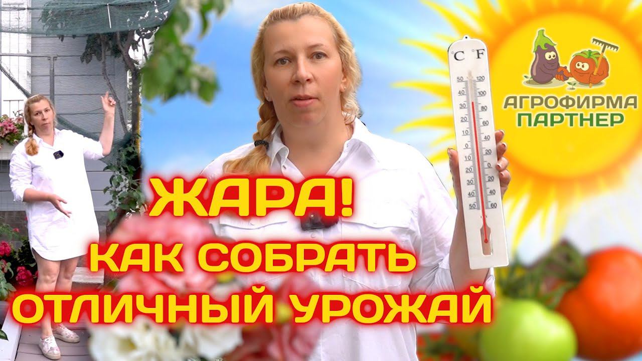 Жара! Как собрать отличный урожай | #огород #дача
