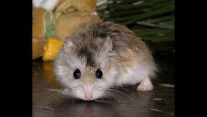 Чем отличается морская свинка и хомяк/хомячок или морская свинка/кто лучше хомяк или морская свинка