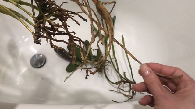 Каттлея, что делать после покупки растения смотреть онлайн