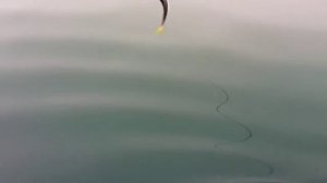 Рыбалка на черном море. Рыбалка в Адлере в октябре 2010г.