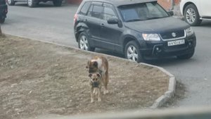 Спаривание дворовых собак
