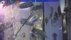 ?Aquass - Цихлида львиноголовая Рыба-Казуар (Steatocranus casuarius)