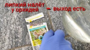 Что делать если у орхидеи листья стали липкими ?