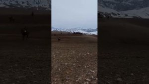 Лейлек улак Кок Таштан Нуржан чавандаз