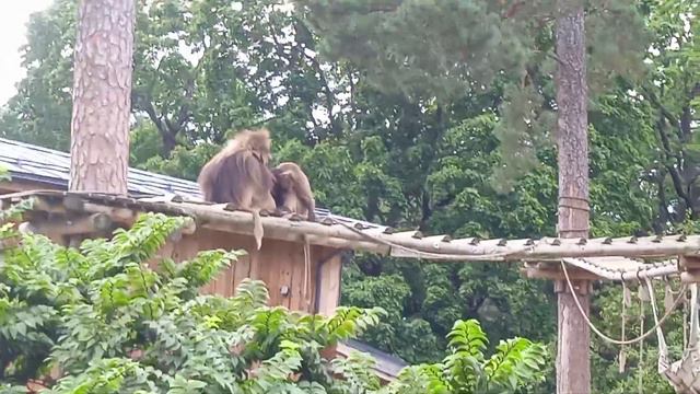Любовные отношения обезьян. Рижский Зоопарк. смотреть онлайн