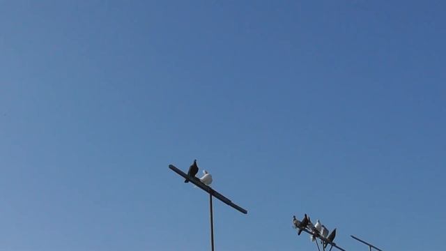 Смотри забрал Голубя? Что за зверь Атакует Голубей? смотреть онлайн