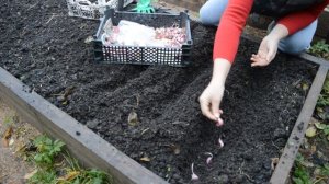 Когда и как сажать чеснок под зиму