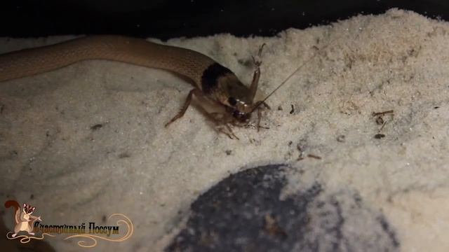 кормление ошейникового эйрениса смотреть онлайн