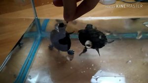 Как различить пол у маленьких красноухих черепашек?