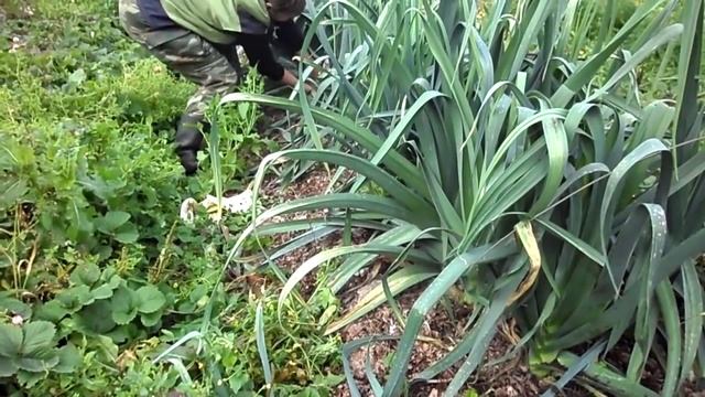 Лук-порей Коламбус смотреть онлайн