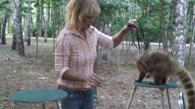 +7 (965)380-13-11. Носуха на праздник. Экзотические животные смотреть онлайн