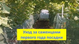 Что такое пасынки на винограде. Уход за саженцами 1 и 2-х летками.