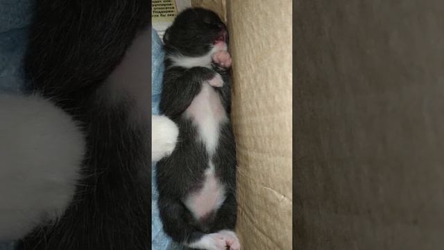 Котику 5 дней спит видит сон.. смотреть онлайн