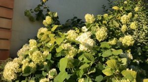 Цветущие многолетники и травы для солнечных участков