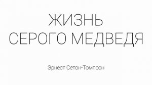 Жизнь серого медведя