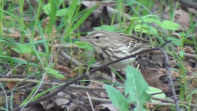 Специалисты Мосприроды зафиксировали на видео лесного конька смотреть онлайн