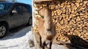 Беременность козы 2,5 месяца