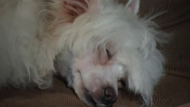 КИТАЙСКАЯ ХОХЛАТАЯ СОБАКА на канале "Санкт-Петербург". смотреть онлайн