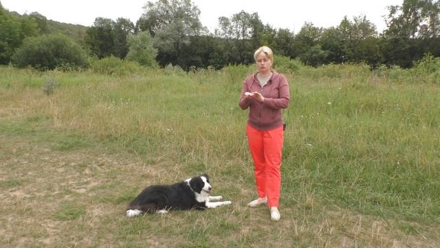 Как научить собаку выполнять команды без лакомства в руках. Дрессировка собаки "за зарплату".