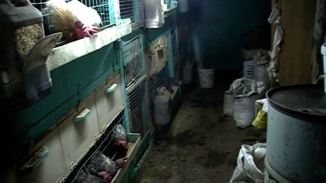 До какого возраста целесообразно держать перепелов и кур?