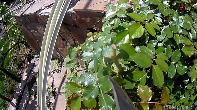 слепые побеги у роз смотреть онлайн