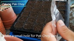 Best Vegetables | How to grow Taiwan Pak Choi with seed