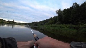 Реки Беларуси. Жерех,окунь на Немане.