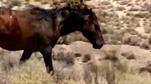 Красивые и свободные дикие лошади.