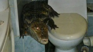 Крокодил в общественном туалете
