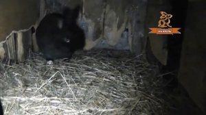 Выгодное ЛПХ  Знакомство с минифермой кроликов