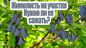 Жимолость. Описание, размножение, полезные свойства. Почему ее нужно посадить?