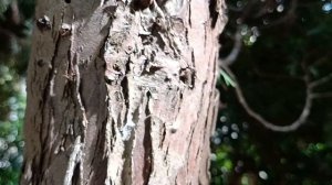 Радужная кипарисовая златка