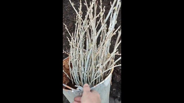 Черенкуем превосходную,, Селеченскую,, смотреть онлайн