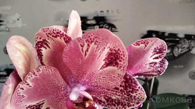 Цветение орхидеи phal.i-hsin the big bang 919 Биг Бенг смотреть онлайн