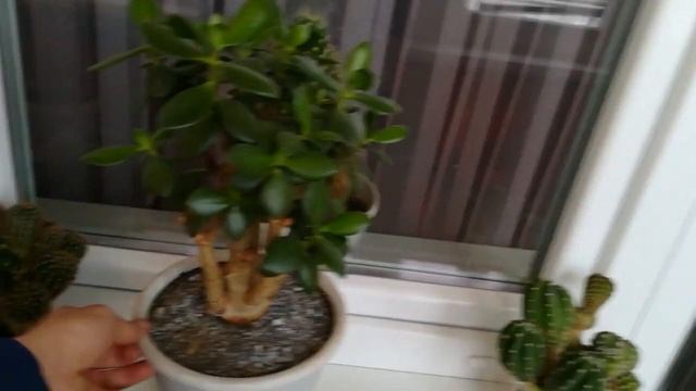 Толстянка.Моё денежное дерево.Зимний обзор.Crassula смотреть онлайн