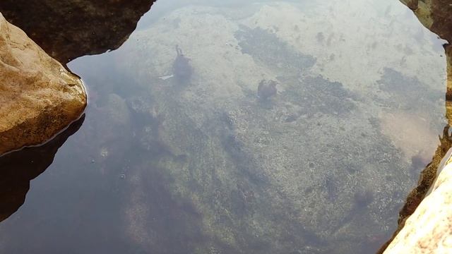 Краб ест водоросли.... смотреть онлайн