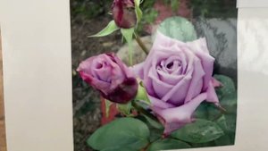 Розы  для сибирского сада