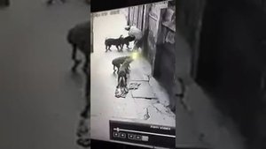 Собачьи бои в телеграмме  Собаки нападают на своего хозяина