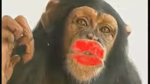 Поцелуй Обезьянки. смотреть онлайн