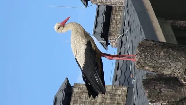 полет аиста