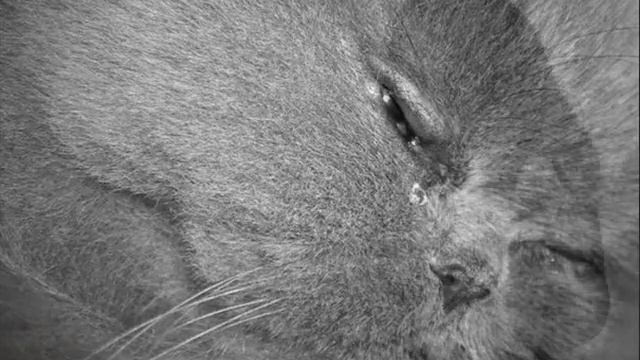 грустное видео про кошек смотреть онлайн